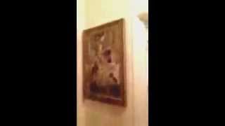 Toxic Black Mold Shocking footage Stachybotrys Chartarum [upl. by Dnomaid]