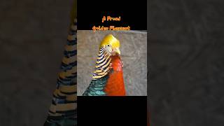 Boss The Golden Pheasant is such a stunning bird birdtrend goldenpheasant stunningbird ytshorts [upl. by Eanrahs]