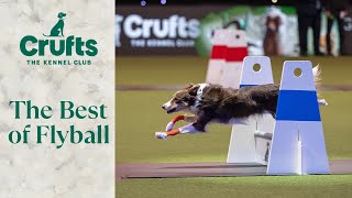 The Best of Flyball at Crufts [upl. by Ahsital]