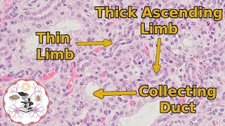 Kidney Histology  The Medulla  Going Out on a Limb [upl. by Pat232]