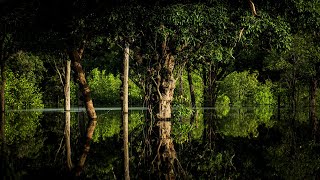 The Amazon Rainforests Incredibly Unique Environment  Equator [upl. by Wobniar]