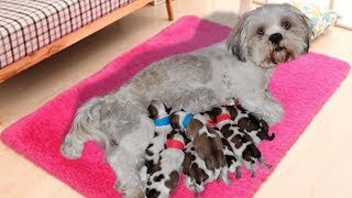 Longhaired Lhasa Apsos dog giving birth to cute puppies [upl. by Gran]