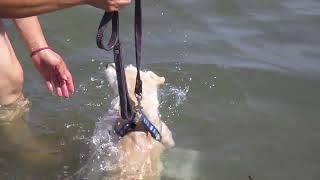 Champiñón nadando en el mar de Veracruz [upl. by Anileva609]