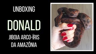 Unboxing Donald  Jiboia Arcoíris da Amazônia [upl. by Naehgem]