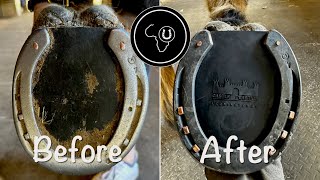 Hoof restoration for retired warm blood [upl. by Dagmar]