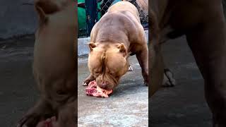 Pawsome Tricks Dogs Doing the Unexpected americanbully dogtrainingfundamentals [upl. by Whit]