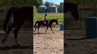 horse hanoverian equestrian horseriding horserider horses horselove horselover prettyhorse [upl. by Anabel]