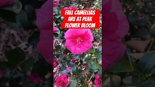 Fall Camellias are at Peak Flower Bloom camellia flowers fallflowers fallbeauty blooming fall [upl. by Caasi]