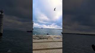 Birds enjoying the beach and music lisbon 🇵🇹 lisbon lisbonportugal europe [upl. by Hill717]