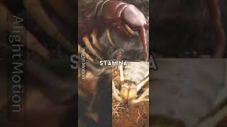 scolopendra gigantea amazon giant centipede vs asian giant hornet and camel spiderbattleedit [upl. by Ayifas]