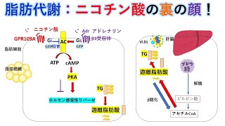 国試対策暗記からの卒業114話 中性脂肪降下薬 [upl. by Heron263]