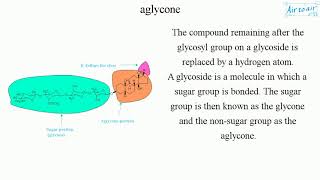 aglycone [upl. by Rabbi190]