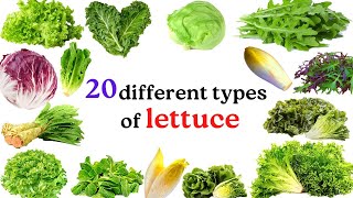 Varieties of lettuce plants [upl. by Feldt]