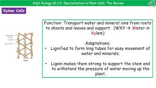 AQA Biology B115  Specialisations of Plant Cells [upl. by Otcefrep]