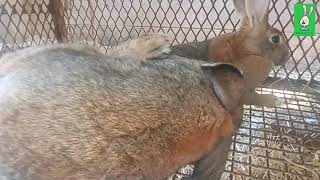 Backyard Rabbit farming Cuniculture breeding mating of rabbits [upl. by Akinnej]