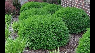 20 Best Boxwood Shrubs to Plant  Boxwood Bush and Hedge Ideas [upl. by Eitteb]