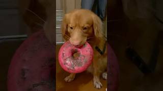 Кольцо всевластия 💍 puppy toller funnyanimals собака funnydogs funnypets pets [upl. by Charteris]