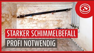 Kellersanierung bei einem über 50 Jahren alten Haus  Extremer Schimmelbefall [upl. by Ahseital]