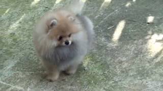 Zwergspitz Pomeranian Welpe Mädchen [upl. by Launcelot]