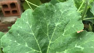 5M Harvesting Pumpkin Vine amp Leaves for Food  small garden in Saigon [upl. by Gollin]