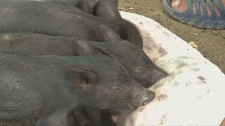 Mother Dog adopts litter of orphaned piglets in Cuba [upl. by Ymrots866]