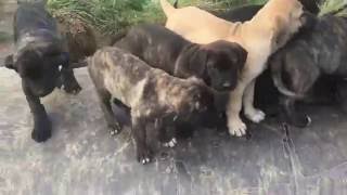 Country x Sweetthing pups 50 kangal 25 Boerboel 25 Dogo 25 Dane wwwolympicdogsnet [upl. by Nimrac]