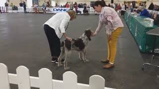 Paignton 2021  Gundog Group [upl. by Brinkema]