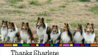 Shelties Play Day [upl. by Hole]