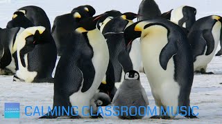 Relaxing Music For Elementary Classroom  Snow Animals  Calming classroom music for children [upl. by Yllrebmik673]