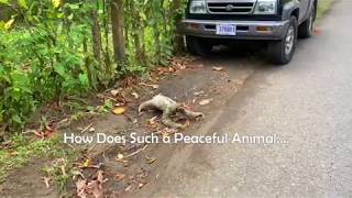 Sloths Fighting in Manuel Antonio Costa Rica [upl. by Gunn149]