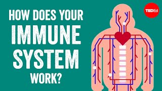 How does your immune system work  Emma Bryce [upl. by Grindlay]