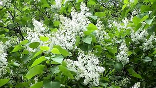 Types of lilac  White lilacs [upl. by Keslie]