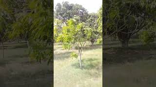 Beautiful Mango Tree [upl. by Chui]