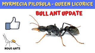 Ant Colony 5 Update  Myrmecia pilosula  Queen Licorice  Day 5 of Colony Week [upl. by Khalsa]