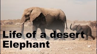 Life of a desert Elephants  National Geographic Documentary [upl. by Borrell580]