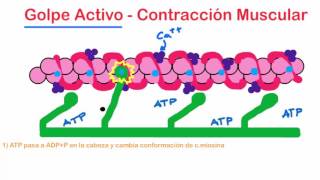 Fisiología  Contracción muscular Parte 6 Golpe activo y propiedad ATPasa de la miosina [upl. by Airotcivairam]