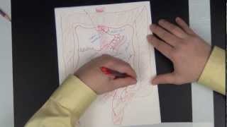 Gross anatomy of the vessels of the Abdomen  drawing the abdominal vessels [upl. by Ahsied]