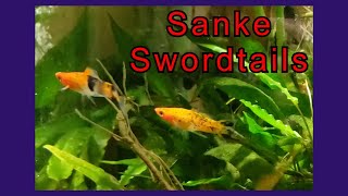 New Type of Swordtail In My 40 Breeder Sanke [upl. by Delanos]