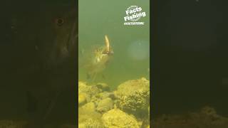 Bass Spins amp Slurps a Ned Rig shorts [upl. by Krakow463]