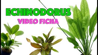 Echinodorus 🌿 Video 🎥 ficha cuidados y mantenimiento en el acuario 🐟 [upl. by Ahola]