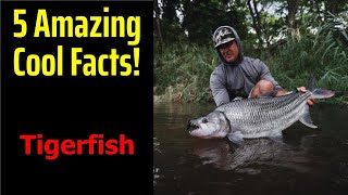 5 Fascinating Facts About Tigerfish [upl. by Arvin]