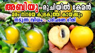 മധുരമൂറും അബിയു പഴം നട്ടുവളർത്താംAbiu Fruit MalayalamAbiu Fruit In KeralaAbiu Fruit Cultivation [upl. by Netfa396]