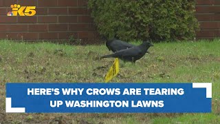 Heres the reason crows are tearing up Washington lawns [upl. by Sidell33]