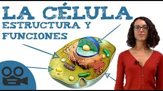 Qué es la célula estructura y funciones [upl. by Omolhs360]