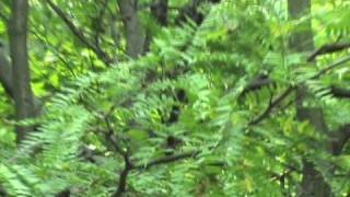 how to identify Gleditsia triacanthos [upl. by Joacimah]