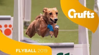 Closest Flyball Final Ever Aces vs Focus  Crufts 2019 [upl. by Evad573]