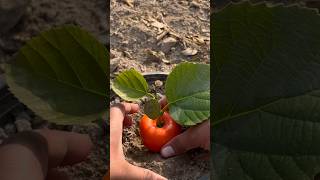 Persimmons growing from fruit shocking result😱😱 [upl. by Vivianne]