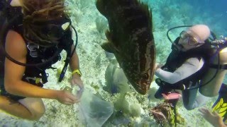 Grouper Eats Lionfish [upl. by Attalie]