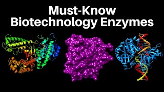 17 MustKnow Biotech Enzymes  Molecular Biology [upl. by Enyrhtac571]