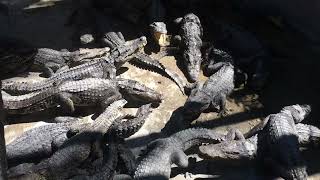 Alligator  Crocodile  Crocodile Eat Food  Crocodile Farm Feeding 2 [upl. by Nayarb924]